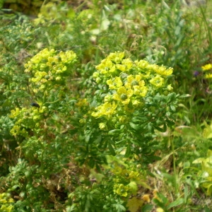 Photographie n°146405 du taxon Ruta chalepensis L. [1767]