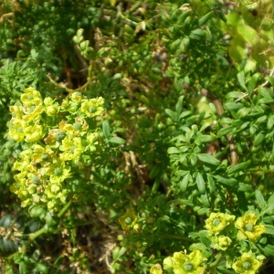 Photographie n°146407 du taxon Ruta chalepensis L. [1767]