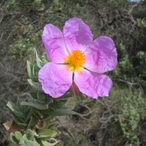 Photographie n°146408 du taxon Cistus albidus L. [1753]