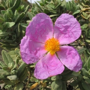 Photographie n°146410 du taxon Cistus albidus L. [1753]