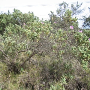 Photographie n°146411 du taxon Cistus albidus L. [1753]