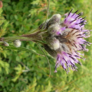 Photographie n°146414 du taxon Saussurea alpina (L.) DC. [1810]