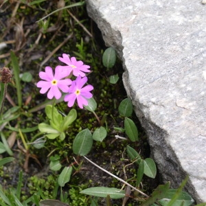 Photographie n°146422 du taxon Primula farinosa L. [1753]