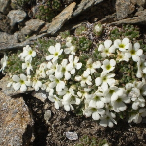 Photographie n°146435 du taxon Androsace pubescens DC. [1805]