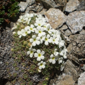 Photographie n°146437 du taxon Androsace pubescens DC. [1805]