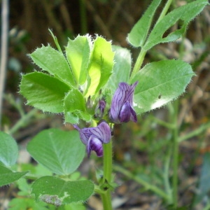 Photographie n°146447 du taxon Vicia serratifolia Jacq. [1778]