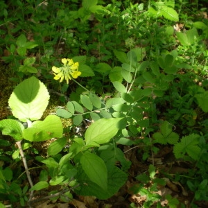 Photographie n°146450 du taxon Coronilla coronata L. [1759]