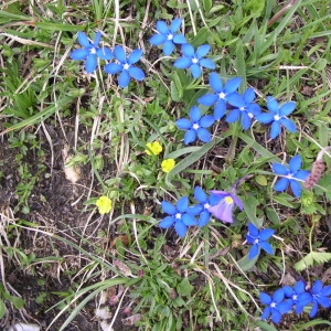 Photographie n°146454 du taxon Gentiana verna L. [1753]