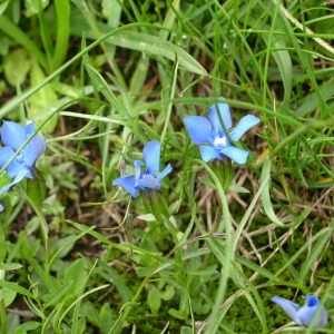 Photographie n°146455 du taxon Gentiana verna L. [1753]