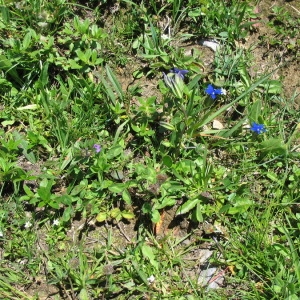 Photographie n°146458 du taxon Gentiana utriculosa L. [1753]