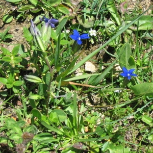  - Gentiana utriculosa L. [1753]