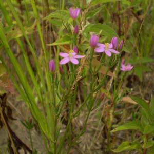 Photographie n°146466 du taxon Centaurium littorale (Turner) Gilmour [1937]