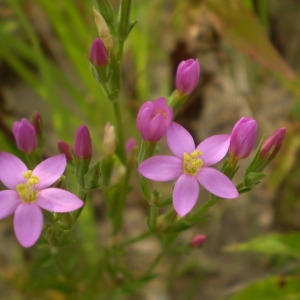 Photographie n°146467 du taxon Centaurium littorale (Turner) Gilmour [1937]