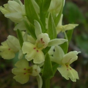 Photographie n°146475 du taxon Dactylorhiza insularis (Sommier ex Martelli) Landwehr [1969]