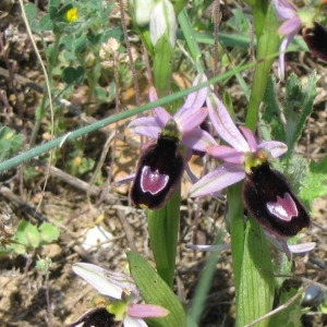  - Ophrys bertolonii Moretti [1823]