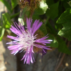 Photographie n°146504 du taxon Centaurea pectinata L. [1763]