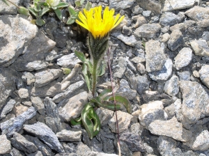 Christophe GIROD, le  2 août 2003 (Col de l'Iseran (parking du sommet) (73))