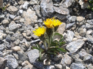 Christophe GIROD, le  2 août 2003 (Col de l'Iseran (parking du sommet) (73))