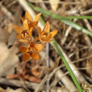 Photographie n°146514 du taxon Androsace maxima L. [1753]