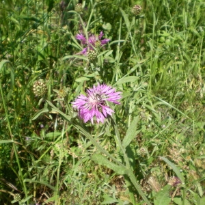 Photographie n°146516 du taxon Centaurea napifolia L. [1753]