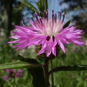  - Centaurea napifolia L. [1753]