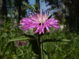 Christophe GIROD, le 27 décembre 2007 (Porto-Vecchio (STEP))
