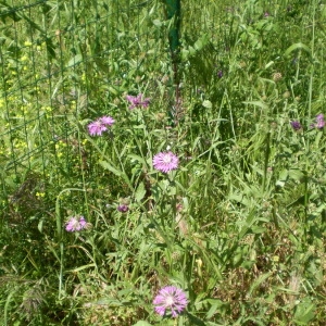  - Centaurea napifolia L. [1753]