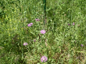 Christophe GIROD, le 27 décembre 2007 (Porto-Vecchio (STEP))