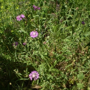  - Centaurea napifolia L. [1753]