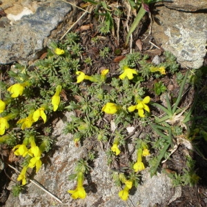 Photographie n°146521 du taxon Androsace vitaliana (L.) Lapeyr. [1813]