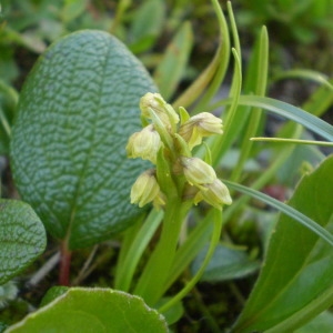 Photographie n°146529 du taxon Chamorchis alpina (L.) Rich. [1817]