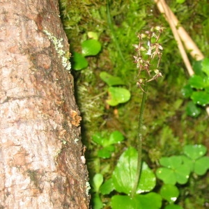 Photographie n°146536 du taxon Listera cordata (L.) R.Br. [1813]