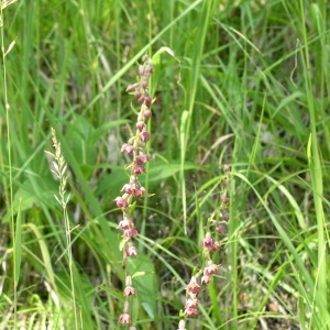 Photographie n°146537 du taxon Epipactis atrorubens (Hoffm.) Besser [1809]