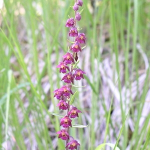 Photographie n°146538 du taxon Epipactis atrorubens (Hoffm.) Besser [1809]