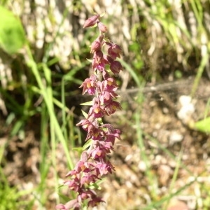 Photographie n°146540 du taxon Epipactis atrorubens (Hoffm.) Besser [1809]