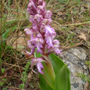 Photographie n°146541 du taxon Himantoglossum robertianum (Loisel.) P.Delforge [1999]
