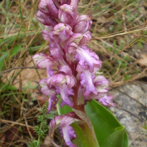Photographie n°146542 du taxon Himantoglossum robertianum (Loisel.) P.Delforge [1999]