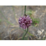 Allium lineare L.