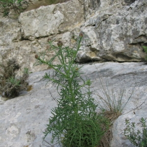  - Centaurea corymbosa Pourr. [1788]