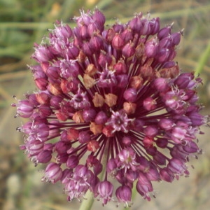 Photographie n°146585 du taxon Allium porrum L. [1753]