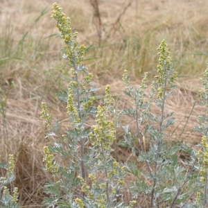 Photographie n°146596 du taxon Artemisia absinthium L. [1753]