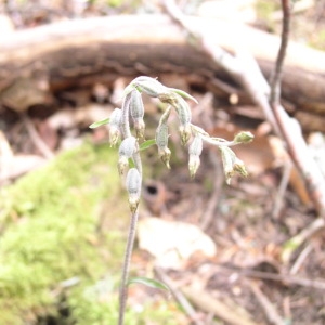 Photographie n°146597 du taxon Epipactis microphylla (Ehrh.) Sw. [1800]