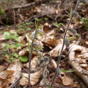 Photographie n°146598 du taxon Epipactis microphylla (Ehrh.) Sw. [1800]