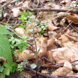 Photographie n°146599 du taxon Epipactis microphylla (Ehrh.) Sw. [1800]