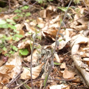 Photographie n°146600 du taxon Epipactis microphylla (Ehrh.) Sw. [1800]