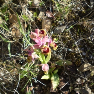 Photographie n°146615 du taxon Ophrys tenthredinifera Willd. [1805]