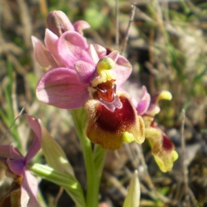 Photographie n°146617 du taxon Ophrys tenthredinifera Willd. [1805]