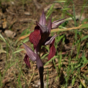 Photographie n°146618 du taxon Serapias cordigera L. [1763]