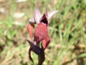 Christophe GIROD, le 25 décembre 2007 (Pointe de Campomoro)