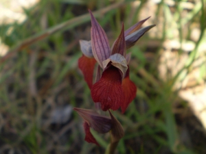 Christophe GIROD, le 25 décembre 2007 (Pointe de Campomoro)